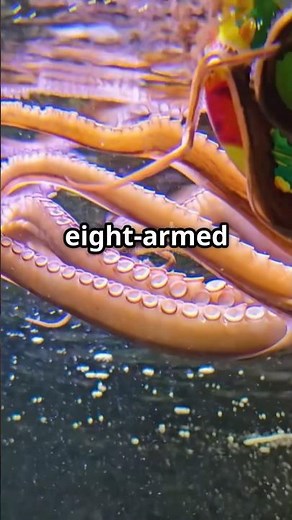 Octopus Solves Rubik's Cube in 30 Seconds!🐙🧩#octopus #rubikscube #viralvideo #animalintelligence