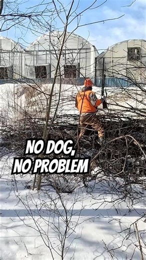 Rabbit hunting: need a dog to be successful? We say no. #hunting #harehunting #smallgamehunting