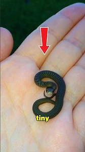 Top 5 Rarest Snakes in the World You’ve Never Seen