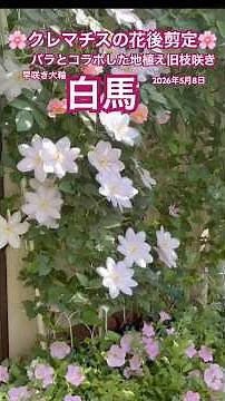 🌸Post-flowering pruning of clematis🌸 Early-blooming, large-flowered clematis planted in the groun...