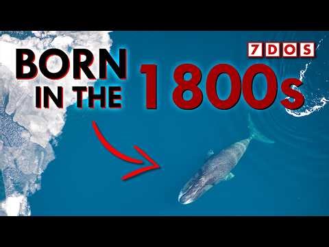 How Bowhead Whales Live For More Than 200 Years