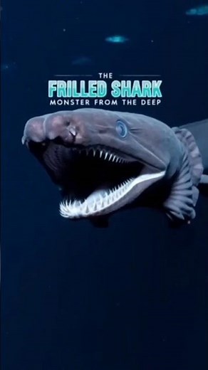 This Shark Looks Like a Dinosaur 🦖🦈