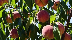 Download Ripe peaches hanging on tree under sunlight with green leaves. Fresh fruit concept for free