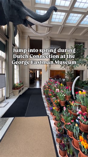 It is officially my favorite time to visit the George Eastman Museum because when Dutch Connection comes in it feels like spring is actually almost here! While George was living in his mansion, he would order tends of thousands of bulbs from Holland each year to fill his home with tulips, narcissus, and hyacinths and would trick them to bloom early by planting them inside! This tradition lasted from 1905 to 1932 after he was inspired by a trip to Holland where he bicycled through the flower fiel