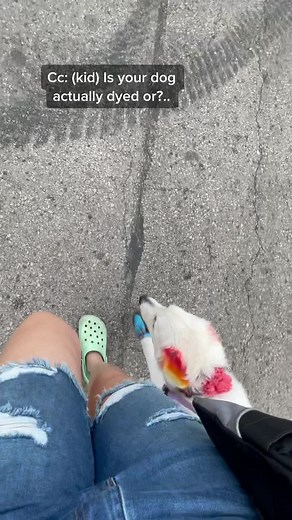 I ran out of stickers for the CC so I apologize if I missed any. Went to the brown county fair yesterday 💜 #servicedog #servicedogintraining #sdit