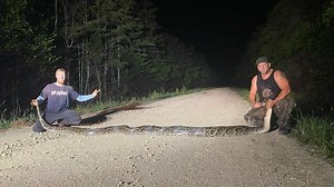 NEW: Staggering 18-foot, 9-inch python caught in Everglades breaks state record