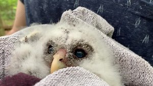 Juvenile Barred Owl fallen from its nest is held by wildlife rescue worker