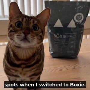 Boxie®: The pick of the litter for cat parents looking for superior odor control, stress-free experience, and easy handling | Chewy