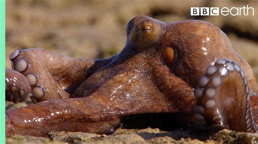 Extraordinary Octopus Takes To Land | The Hunt | BBC Earth | Patricia Maria Cristobal Brun