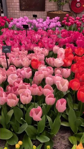 flora 🌸🌷🩷#flowers #plants #beautiful #spring