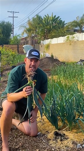 30K views · 396 reactions | Want longer, tender leeks on your plate? This quick clip shows you the simple planting trick that helps you grow more of the delicious, edible white stem. 暈 | All About Gardening | Facebook