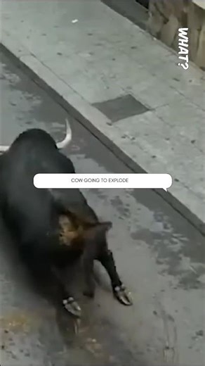 This Cow Is About To Explode.....😮😱#shorts