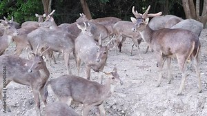 rusa dear. Cervus timorensis. group of rusa Deer eating food.