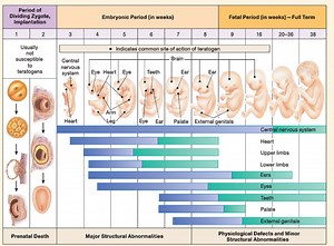 Human growth and development exam 2 Flashcards
