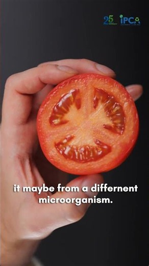 Can GM Tomatoes Last Longer? Are Genetically Modified Foods Safe to Eat? 🍅🧬