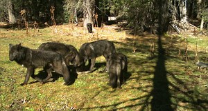 A Wolf Was Seen in Nevada for the First Time in 95 Years