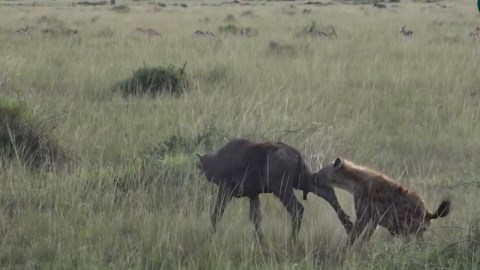 When Prey Turns the Tables – 11 Epic Moments of Animals Defeating Predators with Their Horns