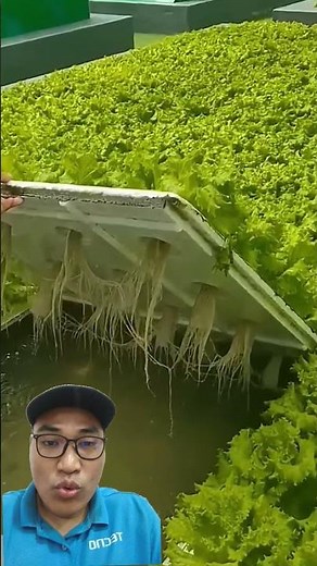 hydroponic pool method #viral #garden #plants #gardens #tips #gardening #vegetables #howto #hydro...
