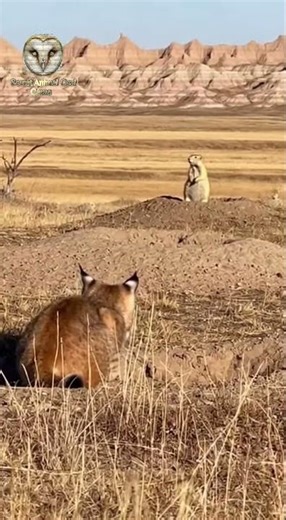 Badlands Hunt: Bobcat's Silent Prairie Dog Ambush