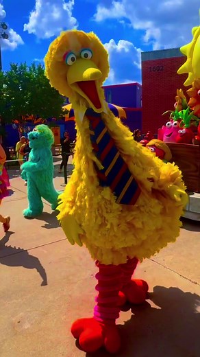 Sometimes you have to Rock out like a Robin but in this case a Big Bird. Dancing with Big Bird was a joy yesterday 😊 #sesameplace #sesamestreet #bigbird #seaworldparks #dancing