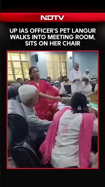 UP IAS Officer's Pet Langur Walks Into Meeting Room, Sits On Her Chair