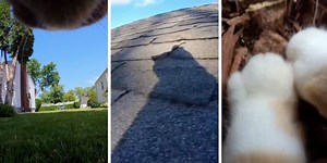 Cat owner put a first person camera on their collar and accidentally filled the world with delight