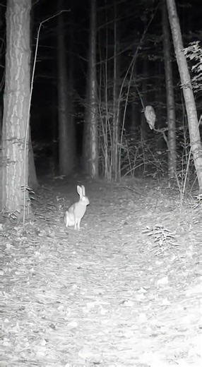 This Rabbit Had No Idea an Owl Was Watching #nighttime #hunting #shorts