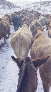 Taking the cows home a couple days ago. Dally worked 13 hours under saddle for me that day! | TS MULES - Ty & Skye Evans Mulemanship Clinics