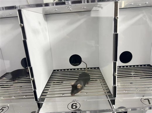 行为学实验：明暗穿梭