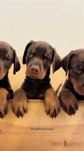 Dobermann Puppies: Adorable Moments and Care Tips