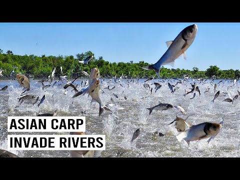 The Fight Against America’s Most Hated Fish: Asian Carp