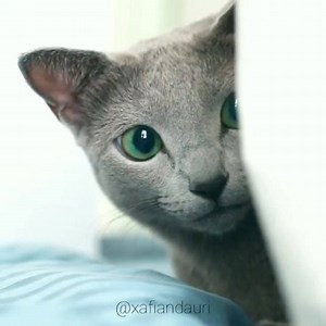 I can see you 👀 share if you can see me too ❤️ | No Cat no Life