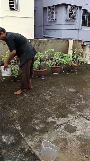 How to use neem cake for plants