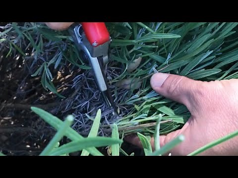 Pruning Lavender Plants for Shape and Beauty