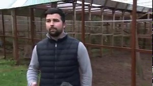 🦁 A lion keeper in #Nottingham has been granted permission to extend his enclosure. When we last filmed with zookeeper Reece Oliver two years ago, the lions were only cubs - but it's safe to say they definitely need more space now. Rajiv Popat's been to meet them all...😳 | ITV Central