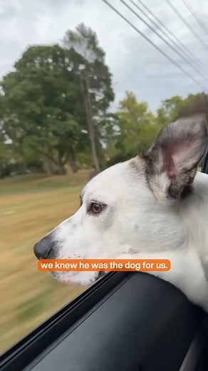 Resilient Russer helps heal one couple's broken heart 🐶🧡 Back in November 2023, in response to the North Hangar Fire in Tustin, California, the ASPCA partnered with OC Animal Care to fly more than 100 dogs to the ASPCA Cruelty Recovery Center (CRC) in Columbus, Ohio. Among the group was 3-year-old pit bull-mix, Russer. Russer was described as the goofiest, happiest boy at the CRC. He made friends with everyone he met, humans and dogs alike. Although happy and social outside of his kennel, Russ