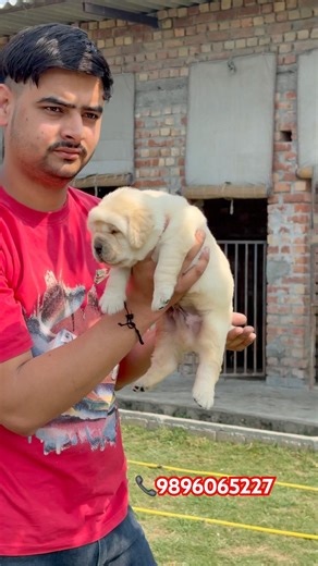 India best English Labrador Kennel 🤩 #youtubeshorts #trendingshorts #viralshort #delhi #noida #dog