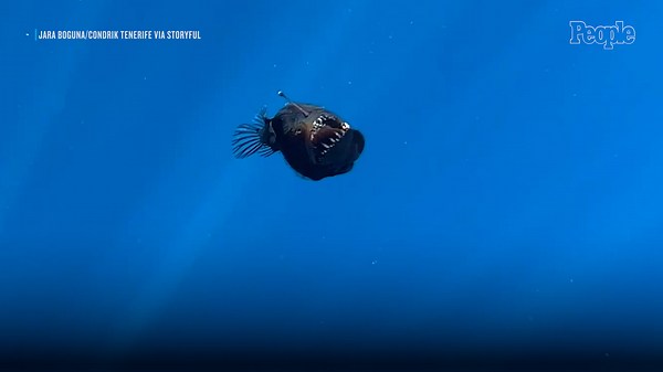 Elusive Deep-Sea Fish Mysteriously Rises to Ocean's Surface in 'Extremely Rare' Broad Daylight Sighting
