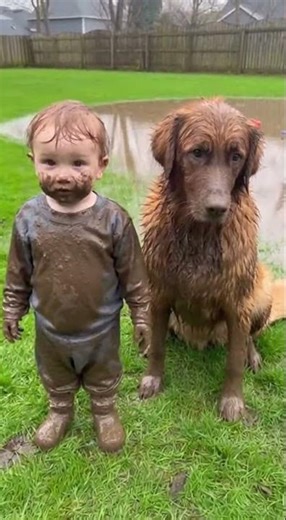 “Covered in Mud! Toddler and Golden Retriever Blame Each Other 😂