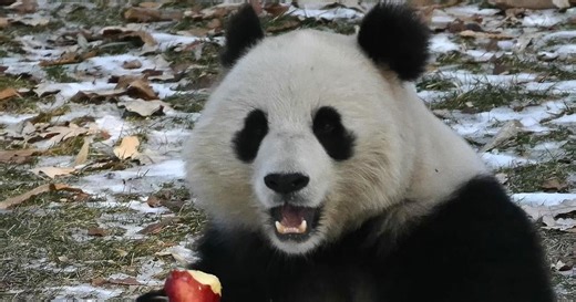 National Zoo's giant pandas set to make their debut