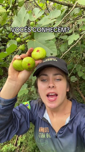 Descubra o Figo: A Fruta Surpreendente da Roça