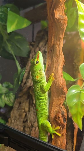 🦎 On the Move: Watch This Beautiful Giant Day Gecko Explore Its Habitat! 🌿✨