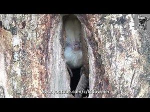 How Mummy HORNBILL deposited her POO outside sealed nest