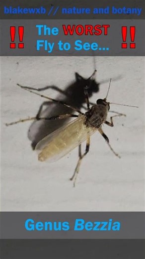 The WORST Fly to See... #nature #insects #entomology #flies