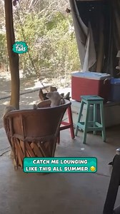 Goat Relaxes On Patio Chair | Furry Tails