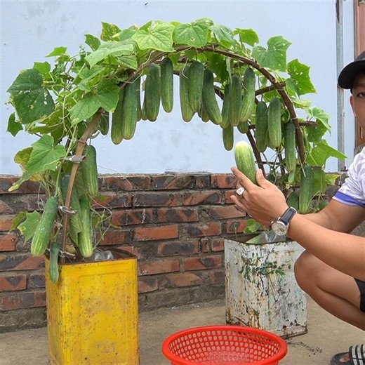 The Easiest Way to Grow Cucumbers in Containers Perfect for Small Spaces | H&H Balcony & Garden