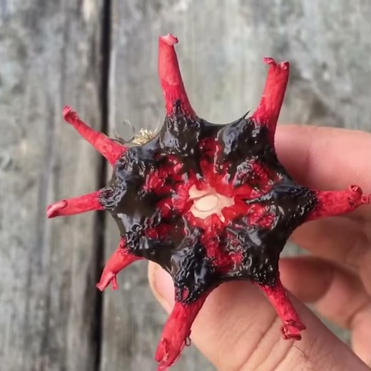 Starfish Stinkhorn Mushrooms (aseroe rubra)