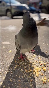 Pigeon