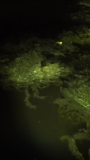 Teriyaki Frog Legs Catch and Cook Recipe