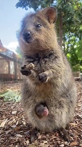 968K views · 5.9K reactions | HELLO, LITTLE ONE! A baby quokka made its debut at an Australian zoo, peeking out of its mom's pouch for the first time. The tiny joey will make its way completely out of her pouch in about a month, zookeepers say. Quokka joeys live in their mother's pouch for about 5 months before going out to explore the world ❤️ STORY: https://bit.ly/3JbU4yd | FOX 13 News - Tampa Bay | Facebook